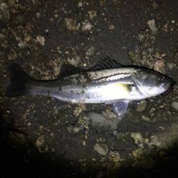 シーバス絶好調！