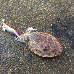 久々の朝まづめコウイカ釣行