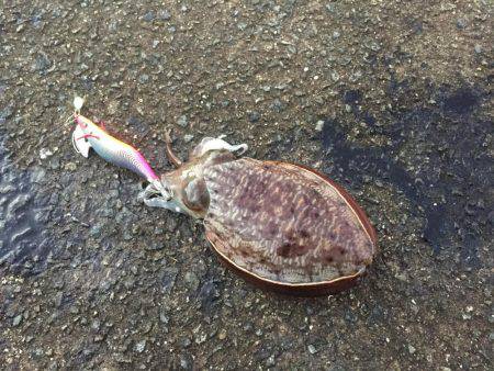 久々の朝まづめコウイカ釣行