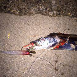 アタリはあれどキャッチは難しかった