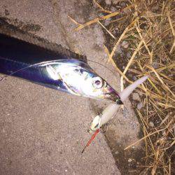 ガンガンしゃくりでガッチリ!