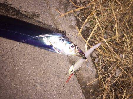 ガンガンしゃくりでガッチリ!