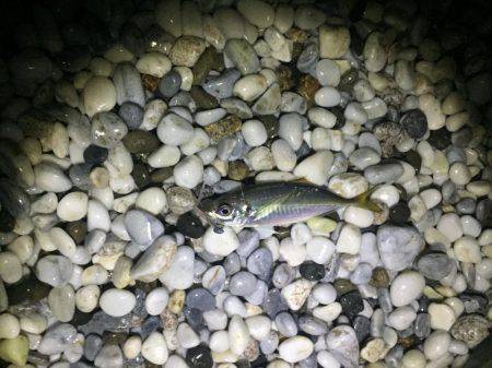 サーフアジング！