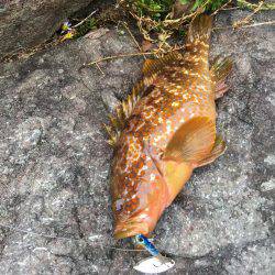 根魚ライトゲーム