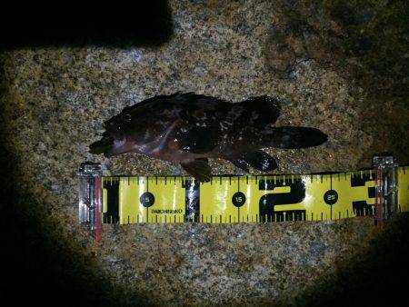 久々のロックフィッシュ