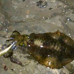 サッパリ朝マズメ釣行