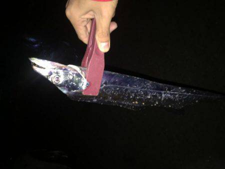 ワインド 太刀魚