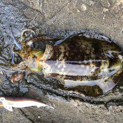 夕マズメ釣行！