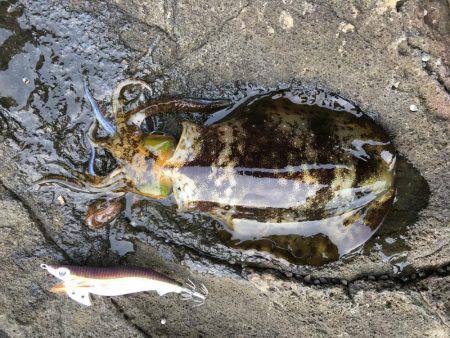 夕マズメ釣行！