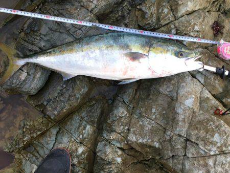 青物、自己記録