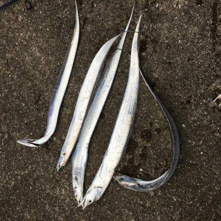 太刀魚ゲッツ！