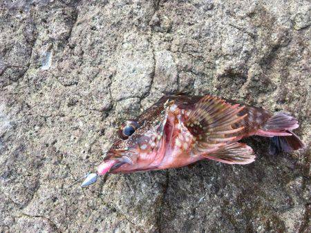 磯でジグヘッド