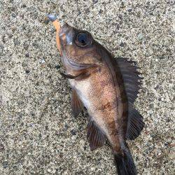 夕方メバリング