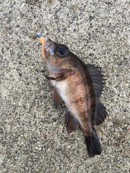 夕方メバリング