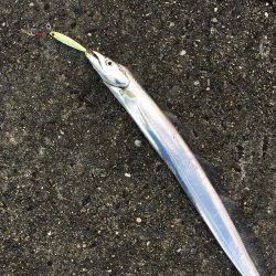 ライトショアジギング