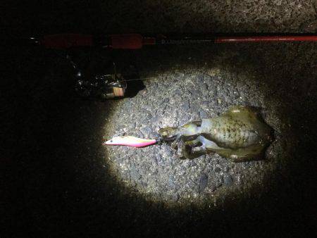 久しぶりのアオリ