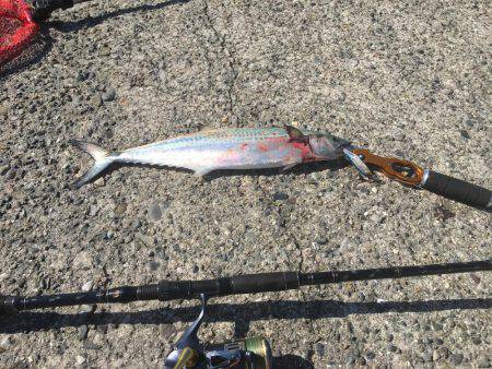 マズメ終わりのサゴシ