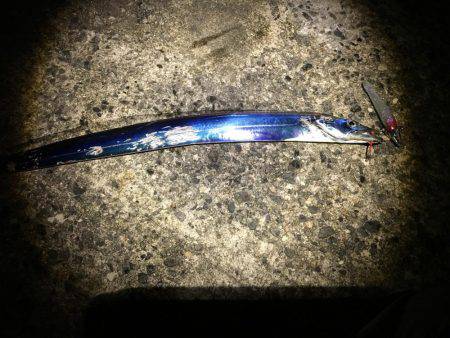 太刀魚が嫌がらせ…?