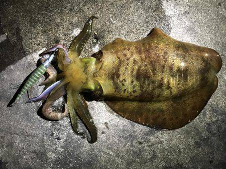 秋なのに〜╰(*´︶`*)╯♡