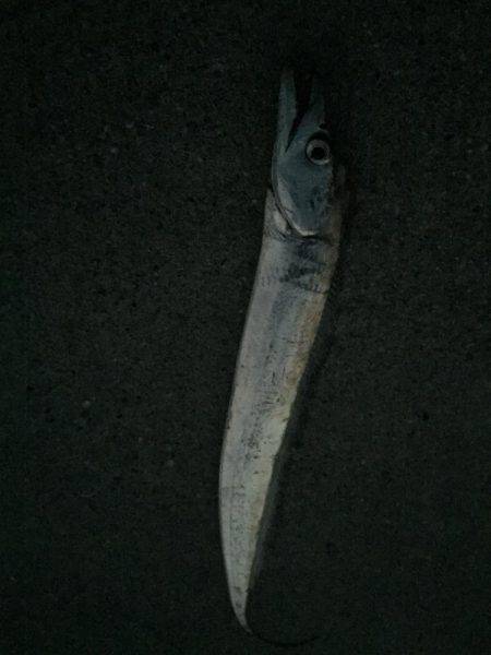 太刀魚 ワインド