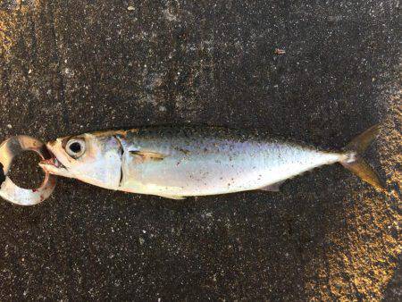 ショアジギング