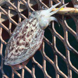 さ、さ、寒いですがエギング