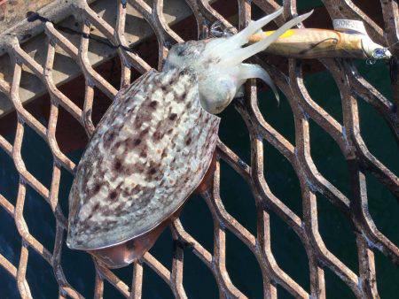 さ、さ、寒いですがエギング