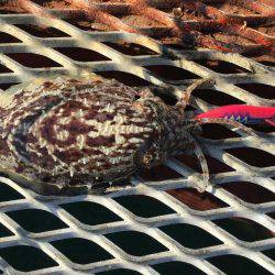 今年最後のエギング…