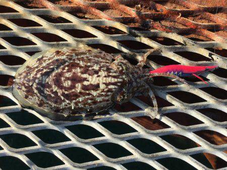 今年最後のエギング…