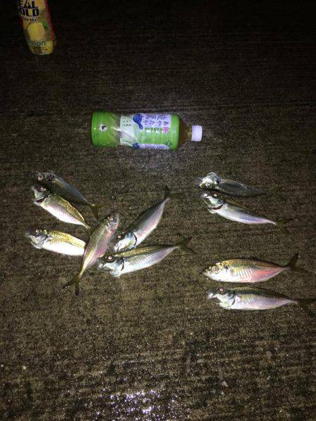 津久見港・ナフコ裏にてアジング