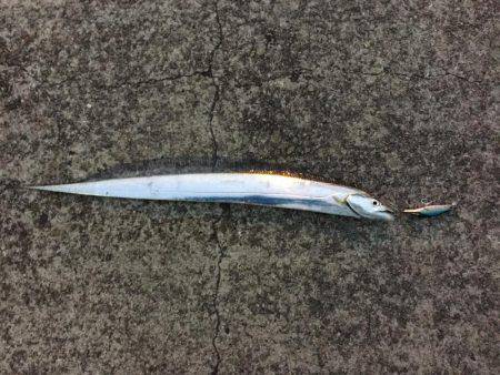 青物狙いだったが…