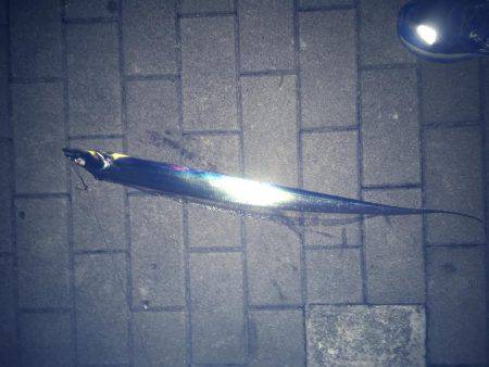 まだタチウオいけましたー！