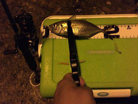 アジング釣行2日目