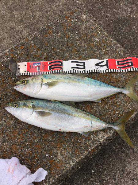 夕まずめ一瞬だけボイル！！