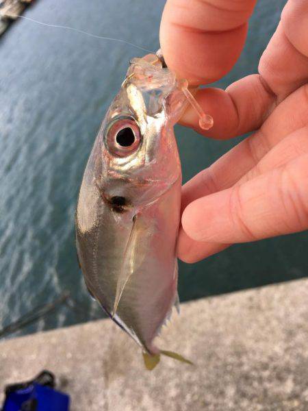 アジング調査 #2