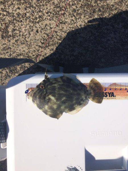 カワハギ釣りに行ったのにアジ、