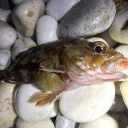 泉南ライトゲーム