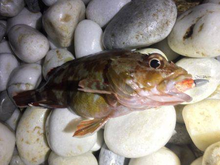 泉南ライトゲーム