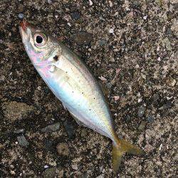 アジング調査 #3