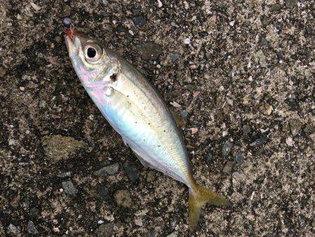 アジング調査 #3