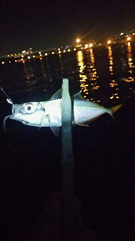 初心者とアジングへ