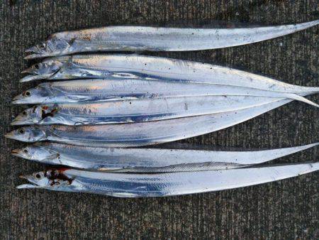 大潟岸壁テンヤでタチウオ