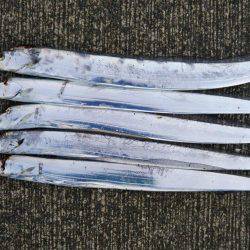 阿南市の大潟岸壁テンヤでタチウオ