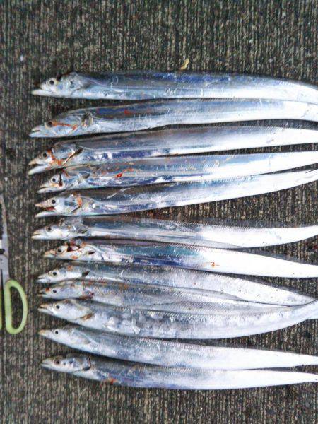 阿南市の大潟岸壁テンヤでタチウオ