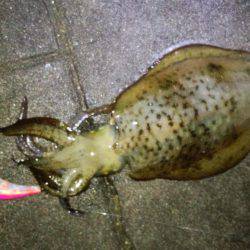 まだまだエギング!!