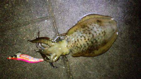 まだまだエギング!!