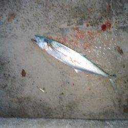 アジングのちサゴシ