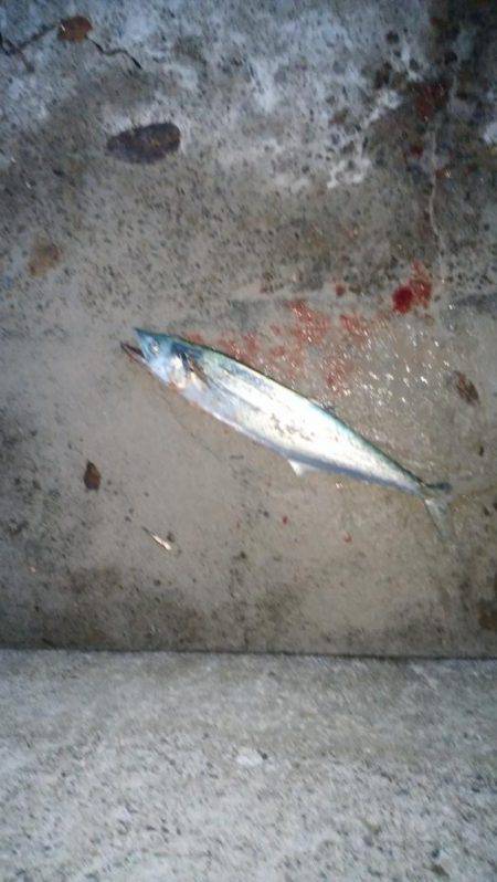 アジングのちサゴシ