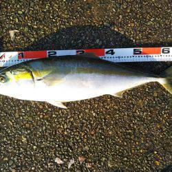 アジ〜ヤエン〜ノマセ