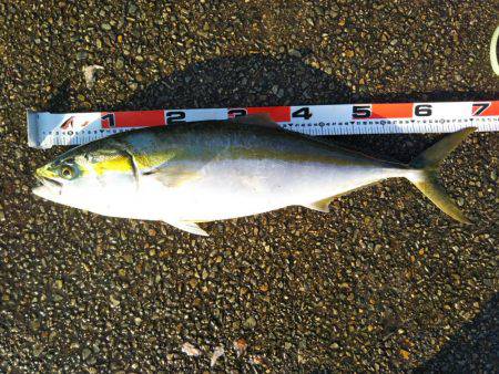 アジ〜ヤエン〜ノマセ